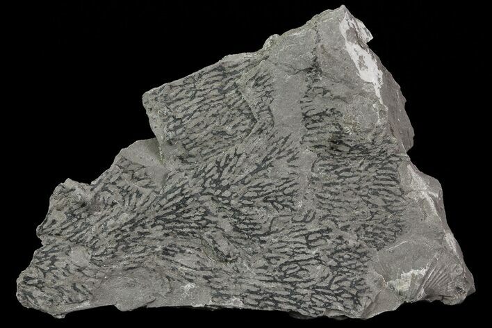 Graptolite (Desmograptus) Plate - Rochester Shale, NY #68888